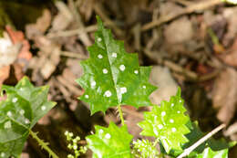 Image of Laportea grossa (E. Mey. ex Wedd.) Chew