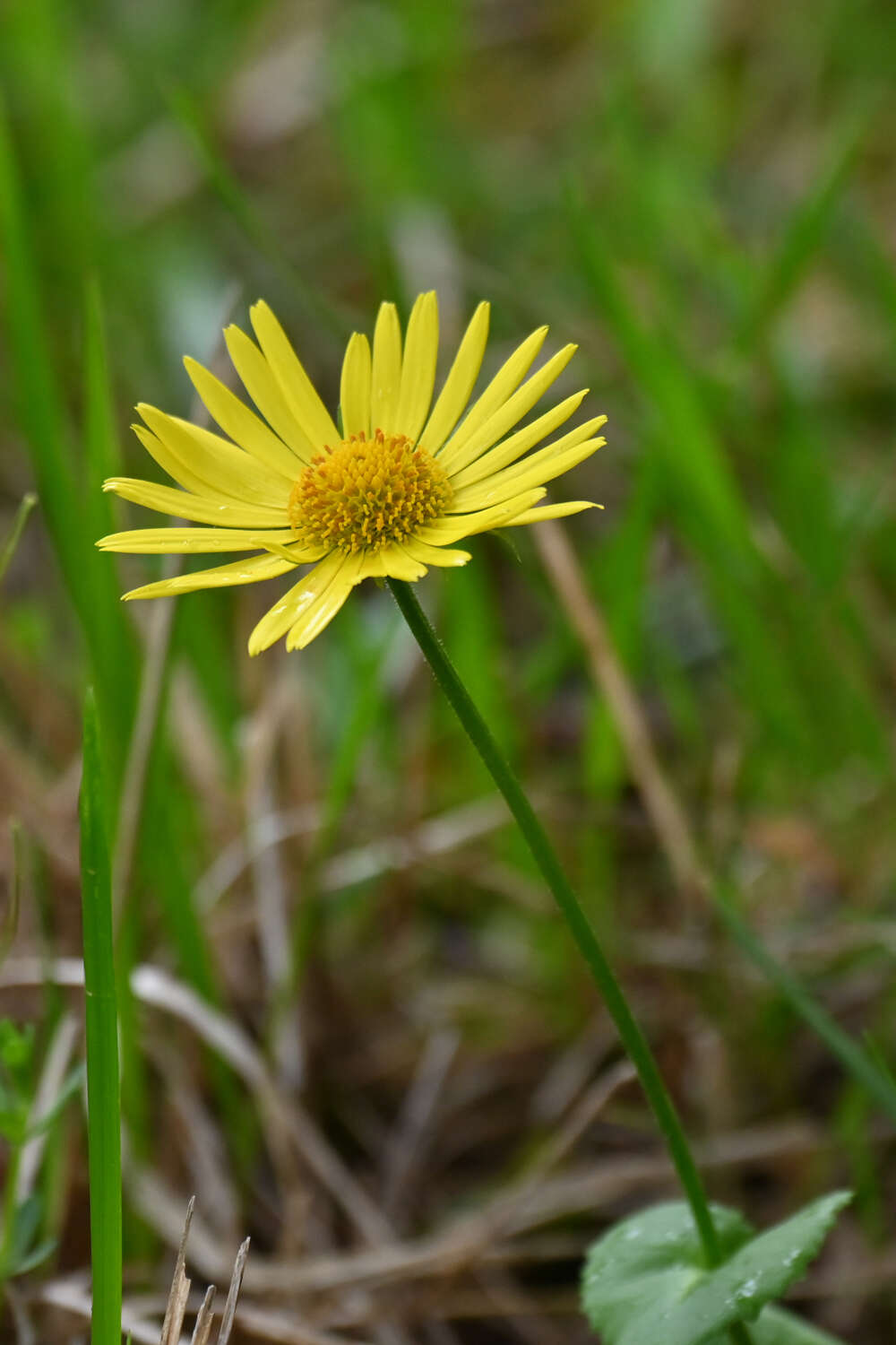 Image of Doronicum columnae Ten.