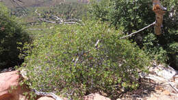 Image of interior live oak