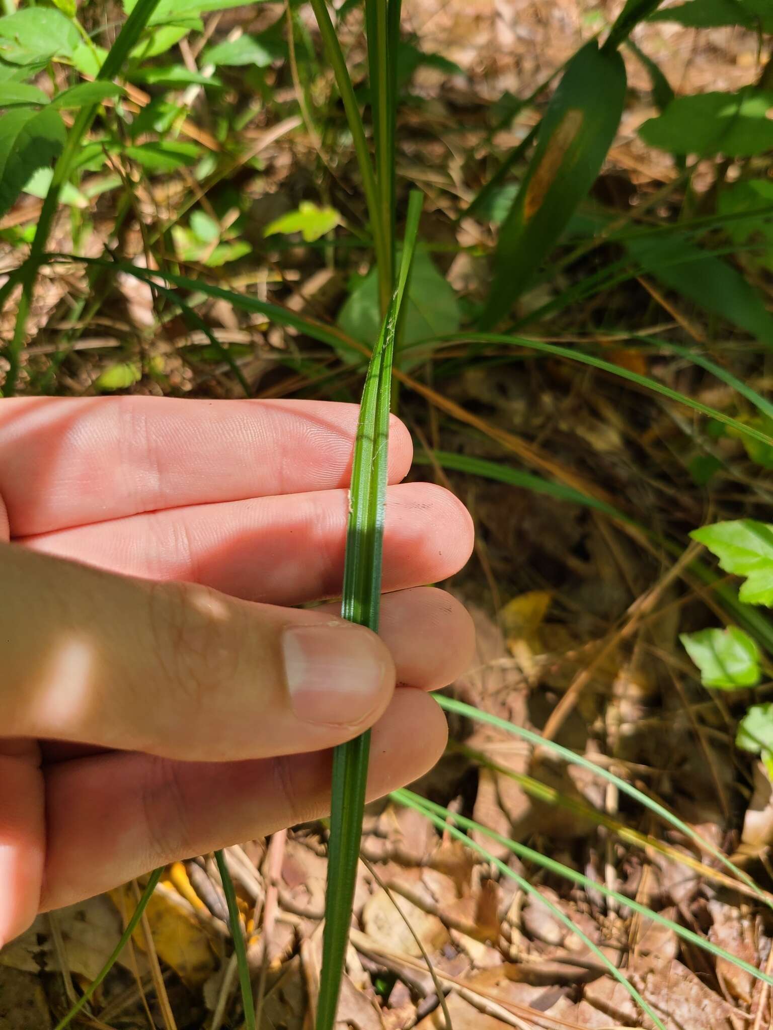 Image of Rough Flat Sedge