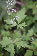 Image of threeleaf foamflower