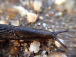 Image of Ferussac’s orange soled slug