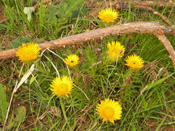 Image of Berkheya insignis (Harv.) Thell.