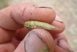 Image of tussock cicada