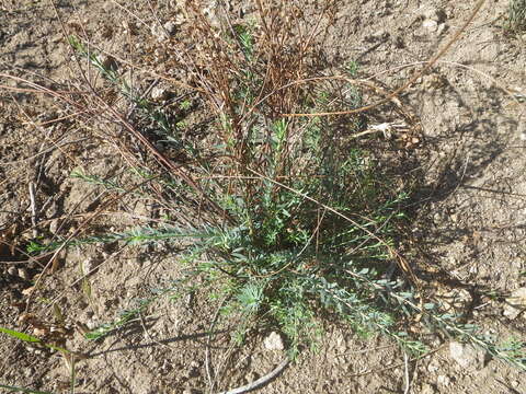 Image of Euphorbia genistoides P. J. Bergius