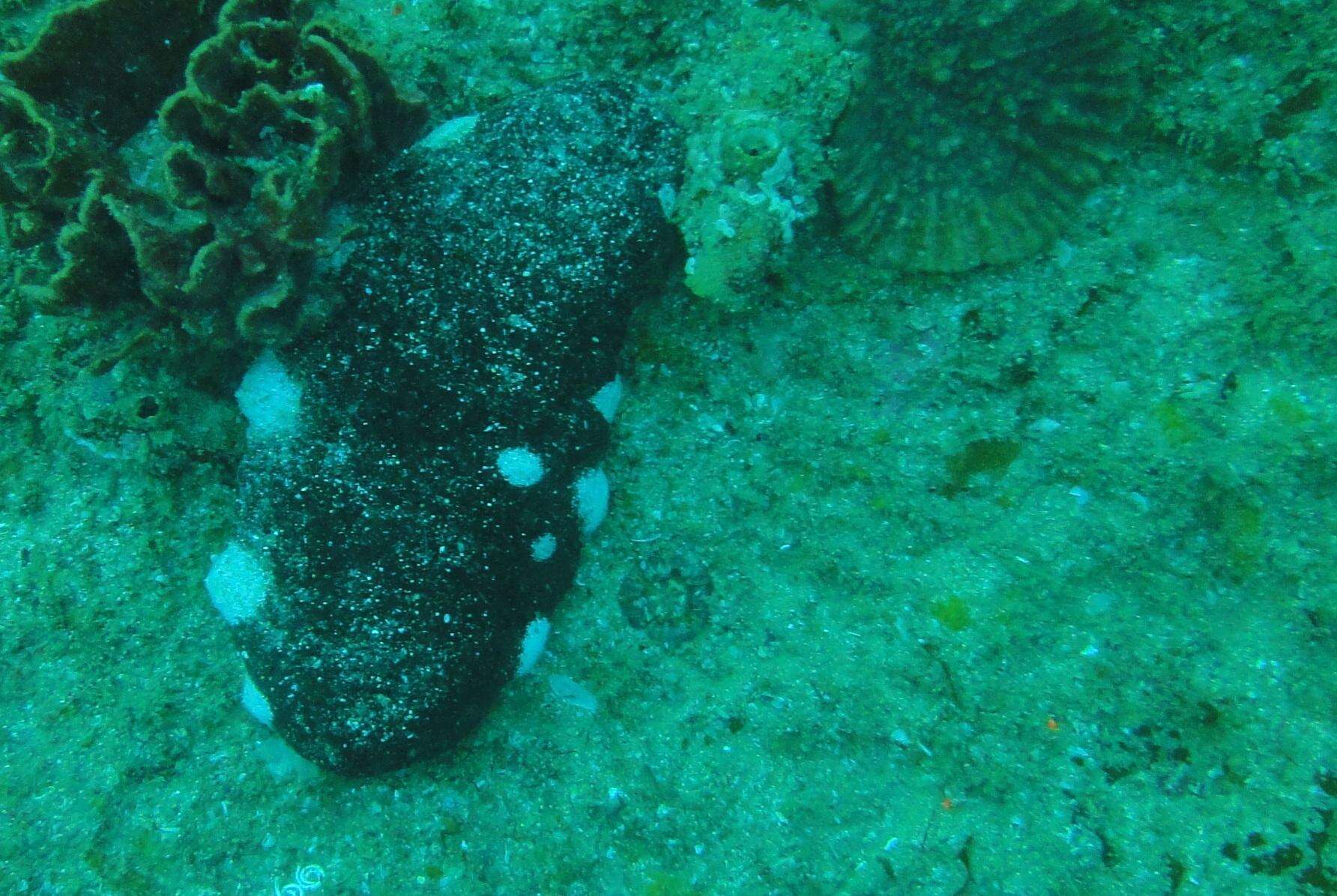 Image of Black Teatfish