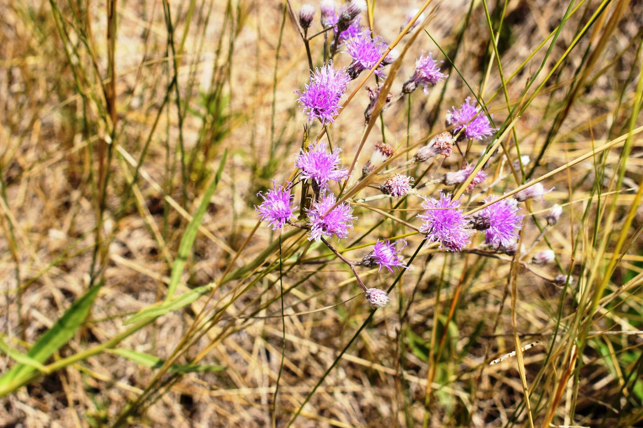 Image of Vernonia incana Less.