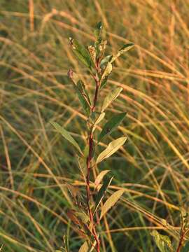 Imagem de Prunus pumila subsp. pumila