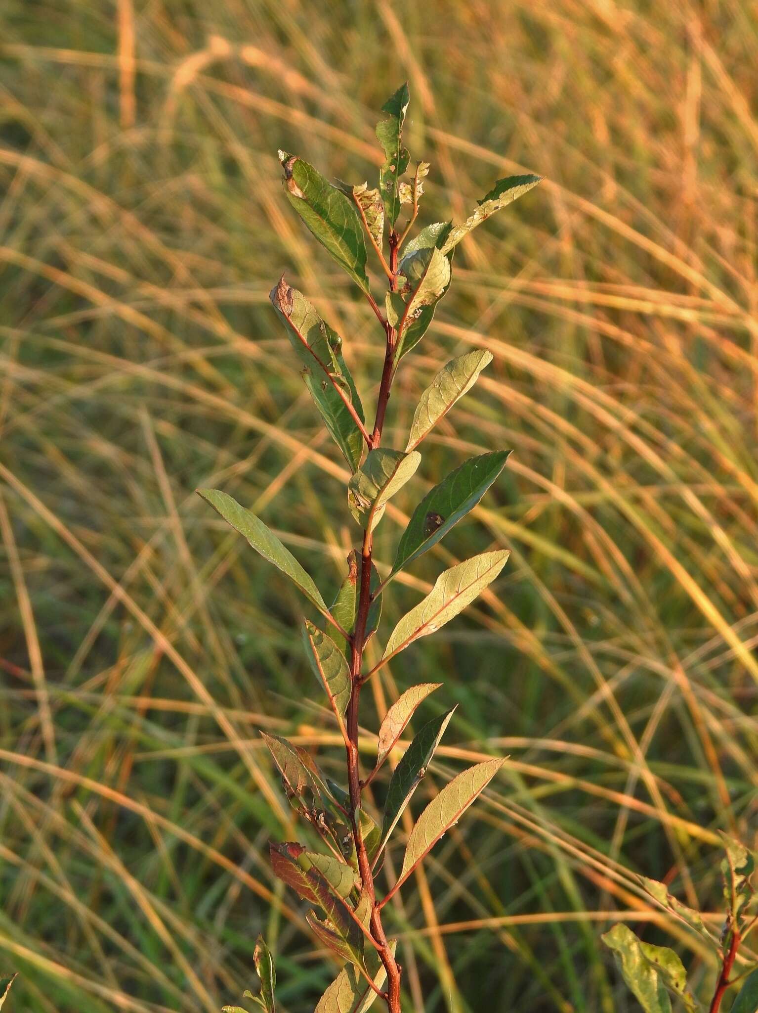 Image of Great Lakes sandcherry