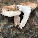 Hygrophorus neoerubescens的圖片