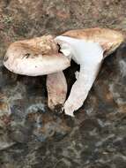 Hygrophorus neoerubescens的圖片