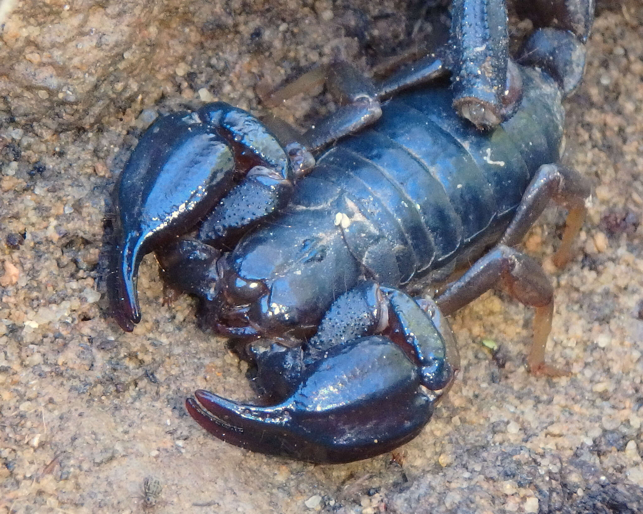 Image of Black Rock Scorpion