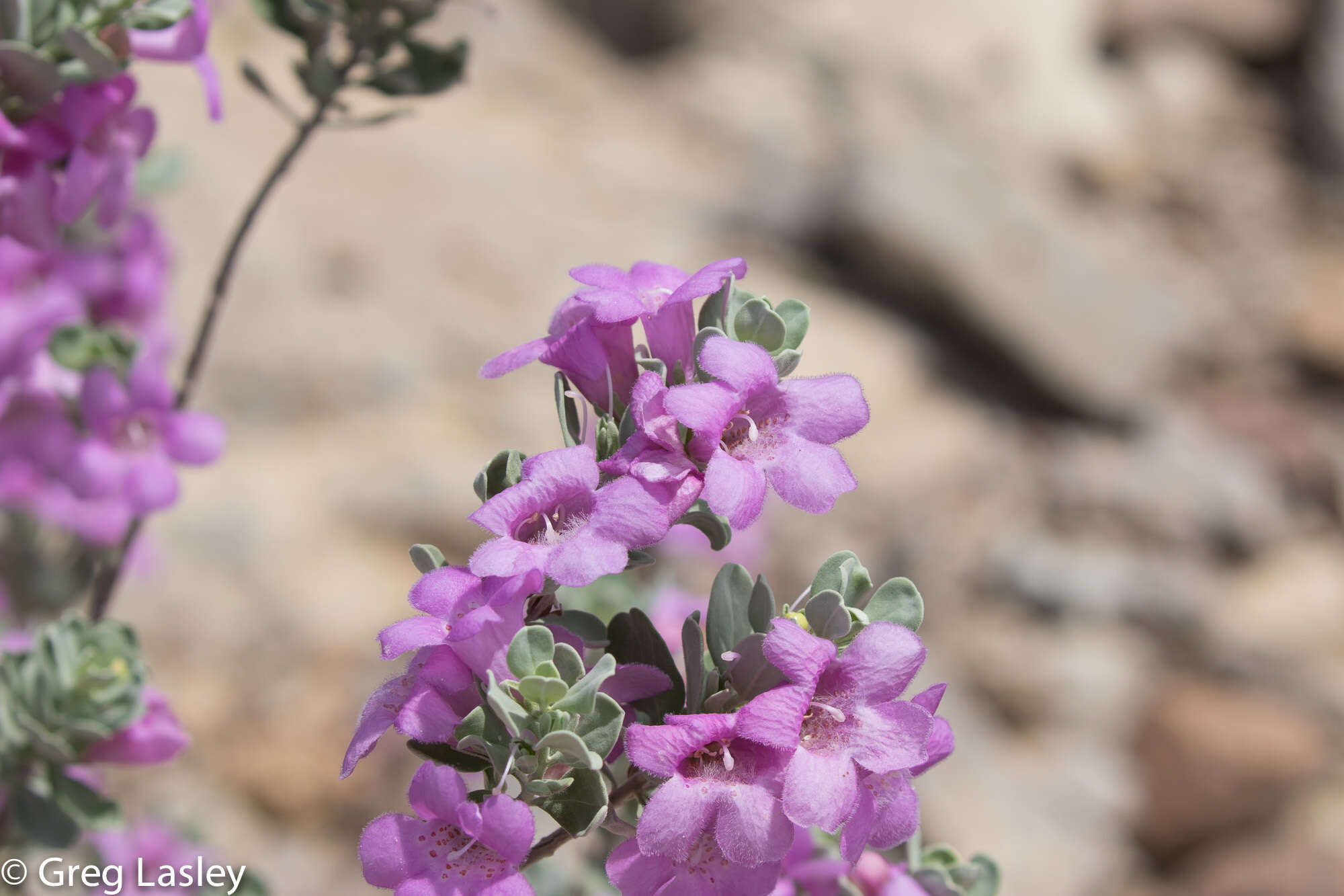 Image de Leucophyllum frutescens (Berl.) I. M. Johnston