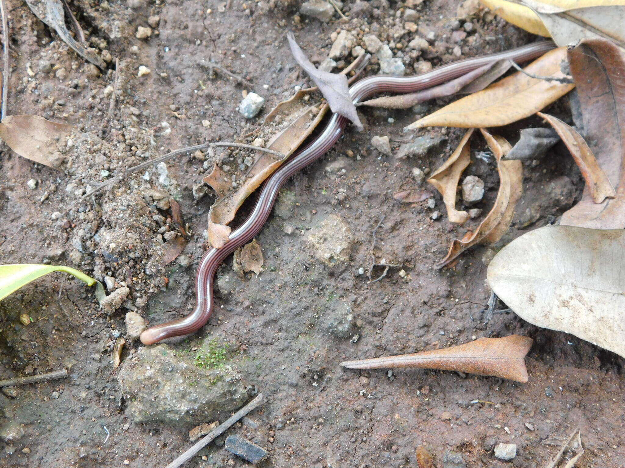 Sivun Ramphotyphlops lineatus (Schlegel 1839) kuva