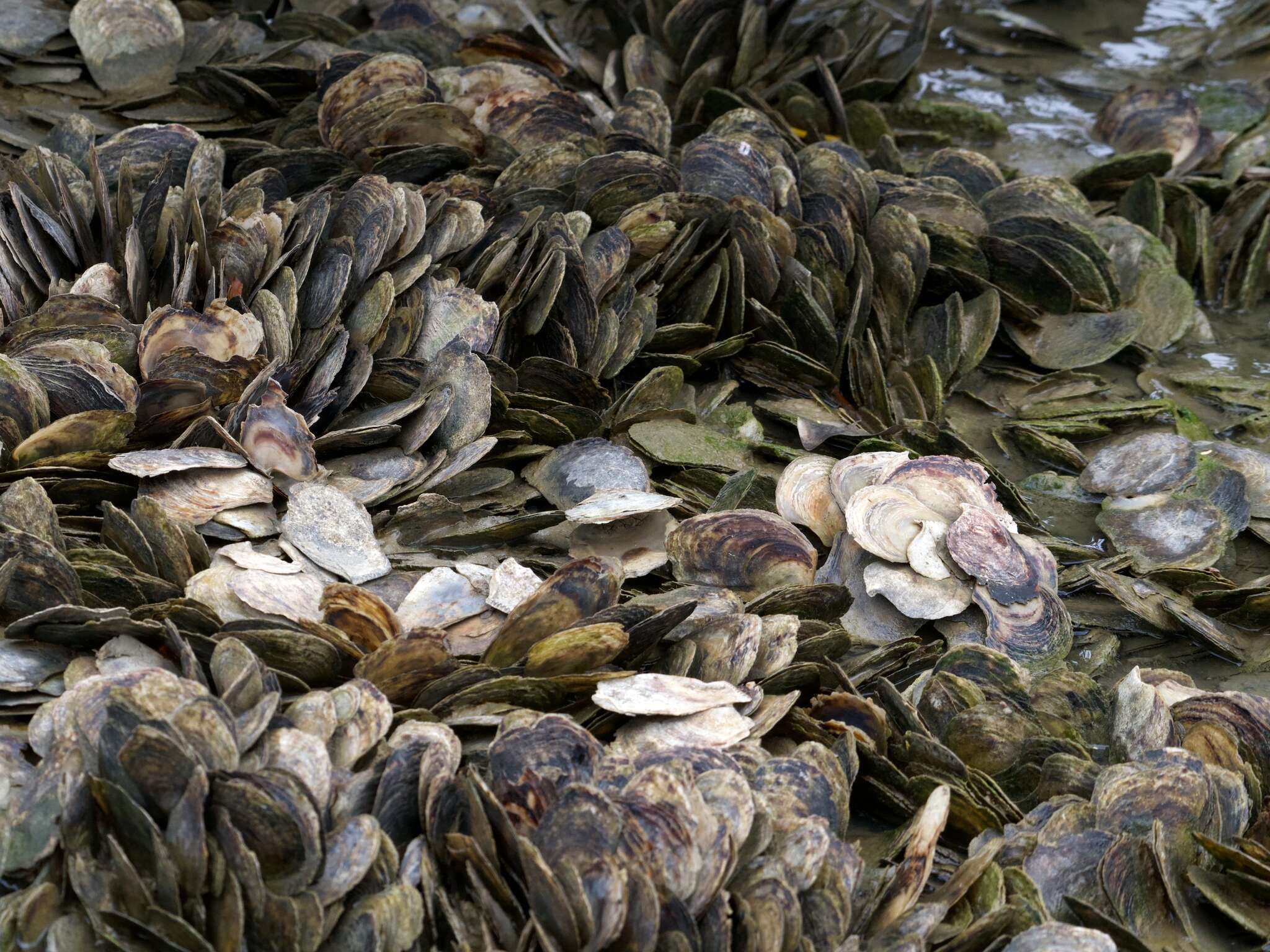 Image of flat tree-oyster