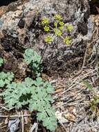 صورة Lomatium howellii (S. Wats.) Jepson