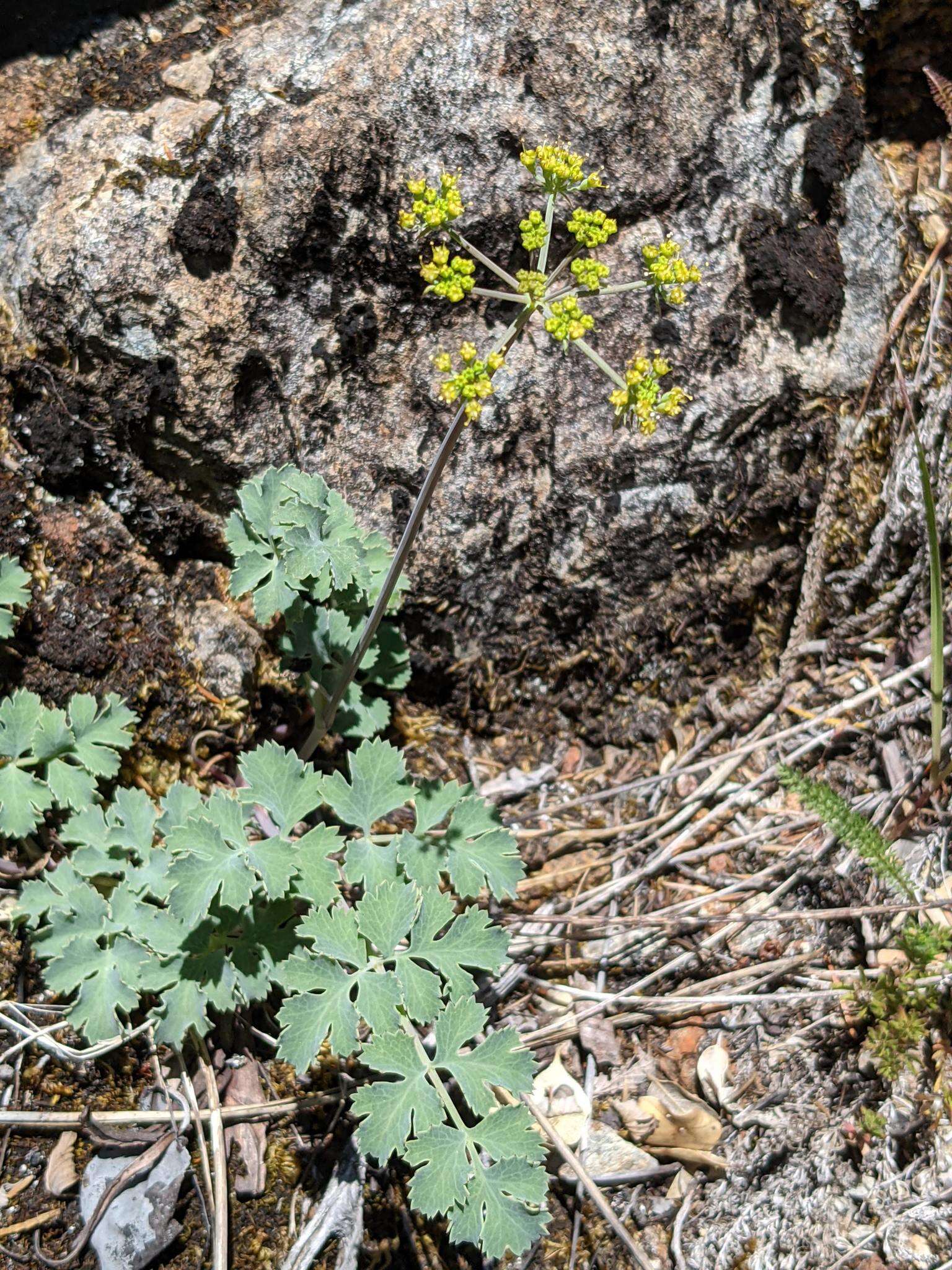 صورة Lomatium howellii (S. Wats.) Jepson