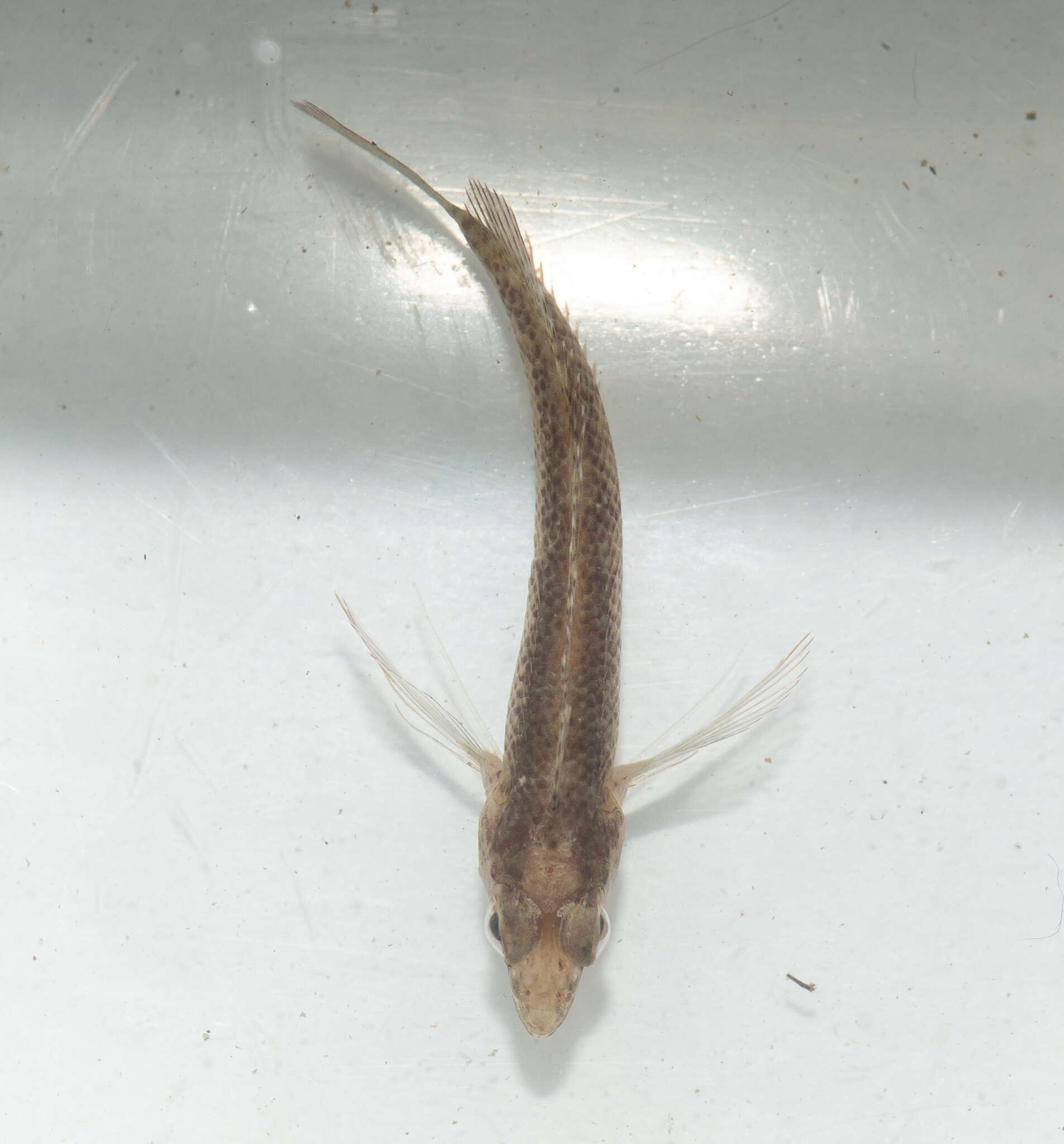 Image of Rosy Blenny