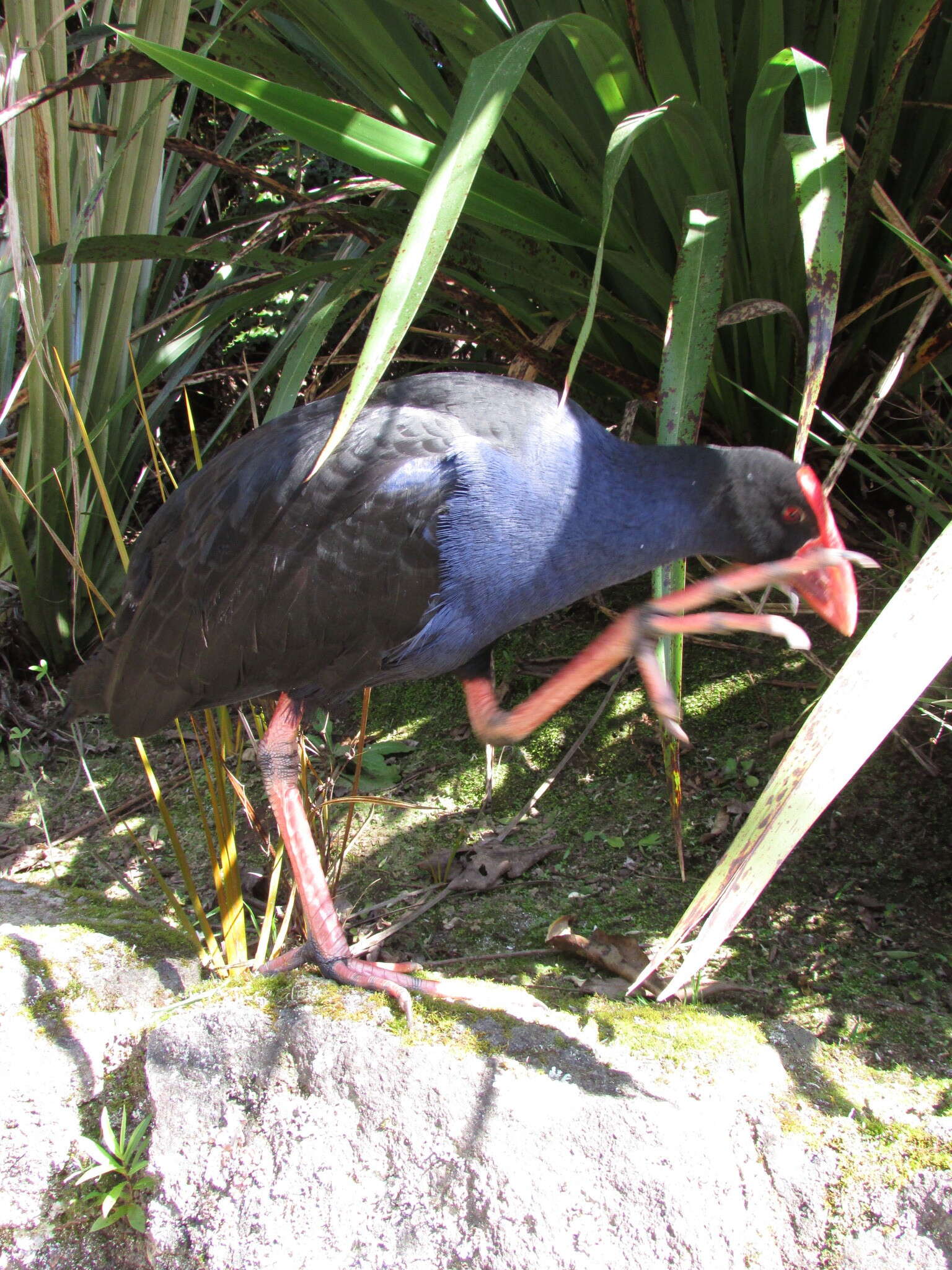 Image of Australasian Swamphen