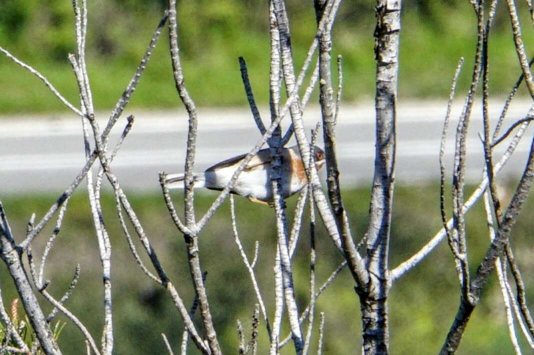 Sivun Curruca cantillans albistriata Brehm & CL 1855 kuva