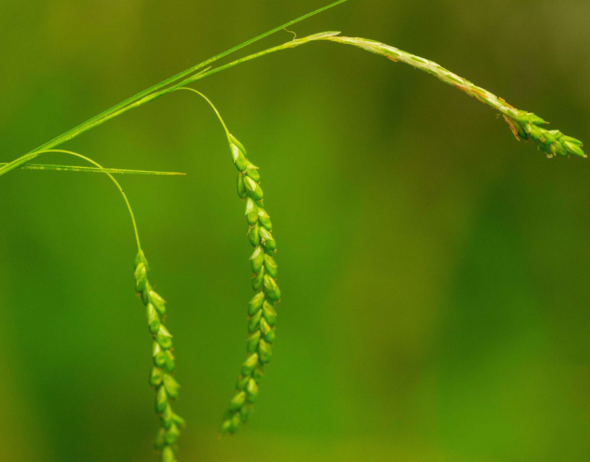 Image of graceful sedge