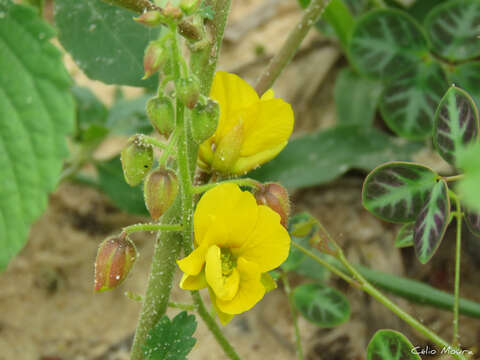 Chamaecrista hispidula (Vahl) H. S. Irwin & Barneby resmi