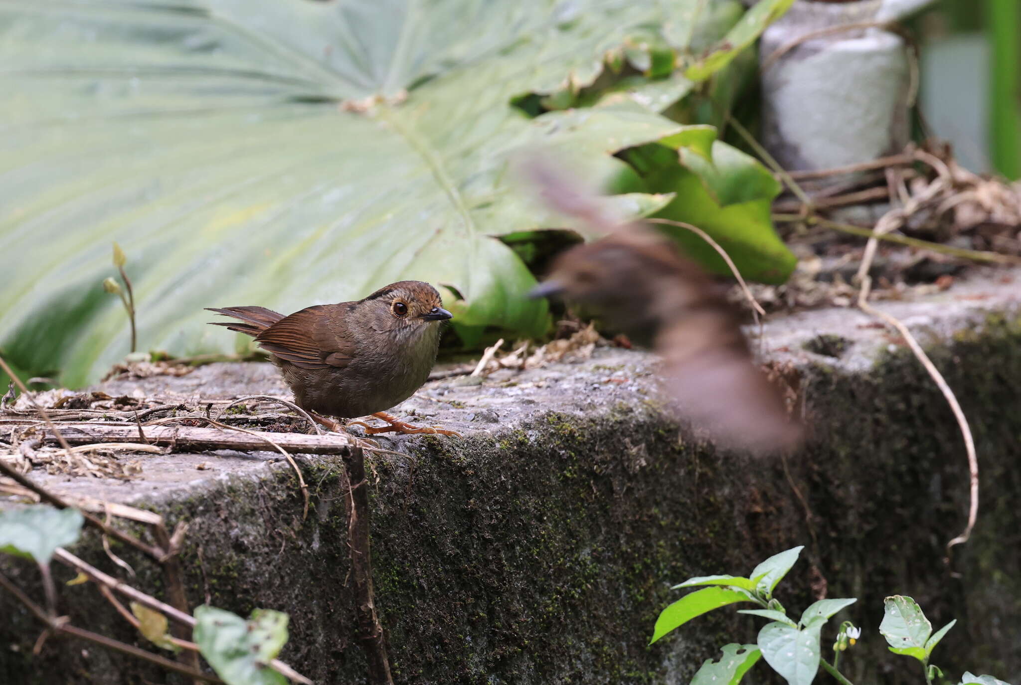 Image of Dusky Fulvetta