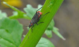 Image of Red-shouldered bug