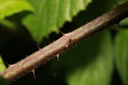 Image of Rubus rufescens P. J. Müll. & Lefevre