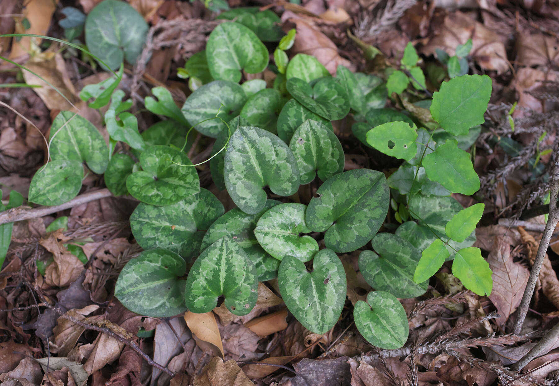 Image of Asarum fauriei var. takaoi (F. Maek.) T. Sugaw.