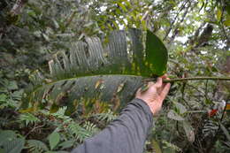 Image of Monstera oreophila Madison