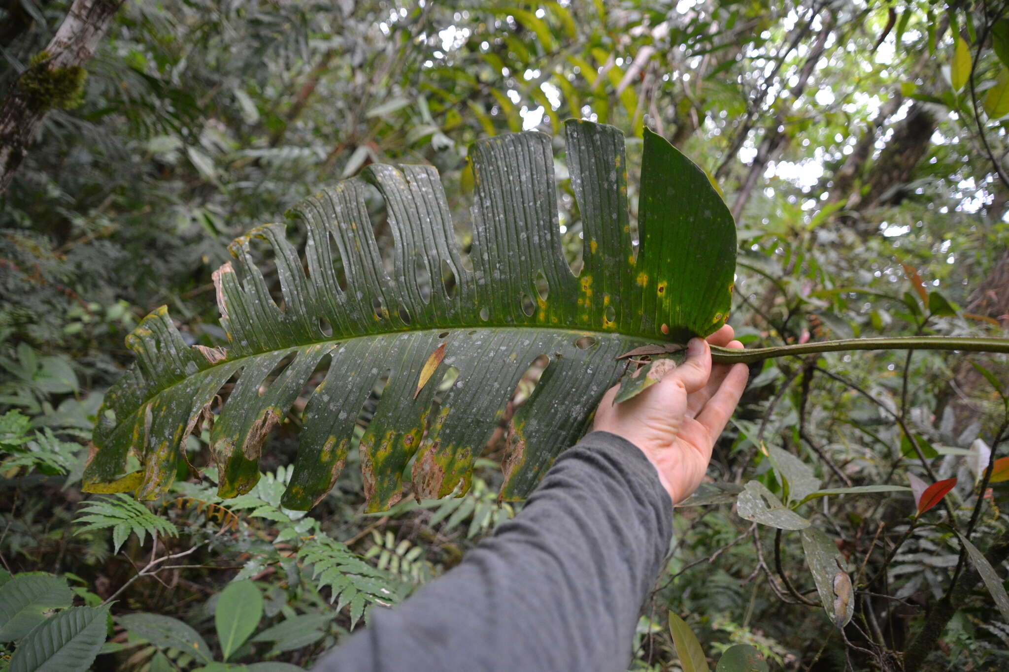 Image of Monstera oreophila Madison