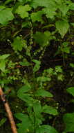 Слика од Hackelia mexicana (Cham. & Schltdl.) I. M. Johnst.
