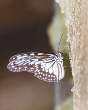 Image of Ideopsis juventa Cramer 1777