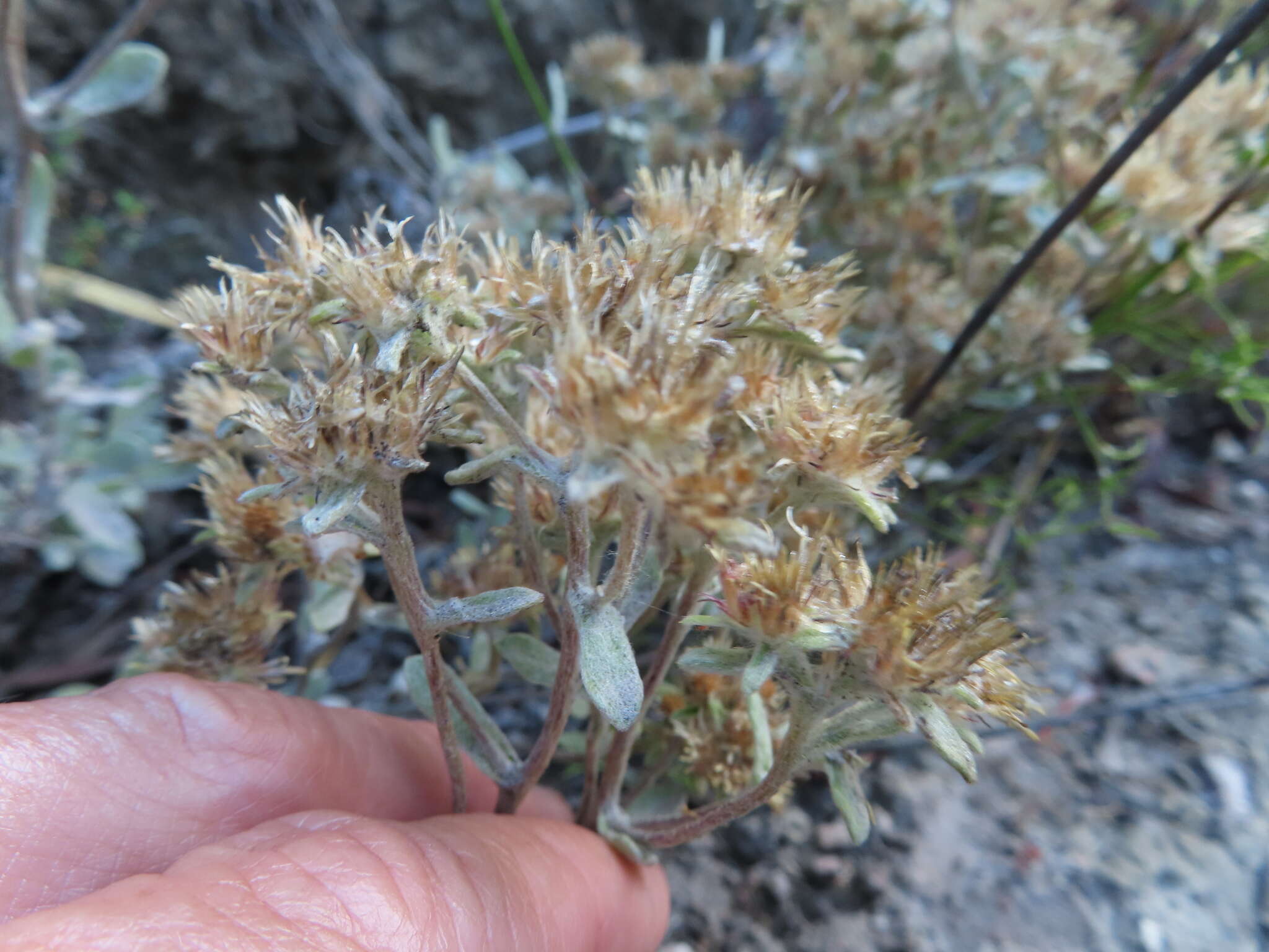 Image de Helichrysum rotundifolium (Thunb.) Less.