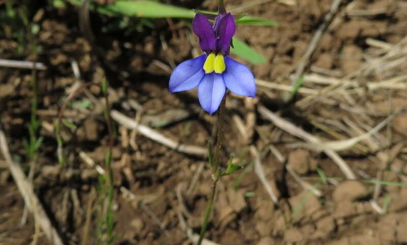 Image of Butterfly lobelia