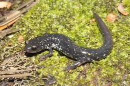 Plethodon chlorobryonis Mittleman 1951 resmi