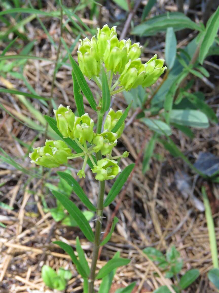 Image of Savannah Milkweed