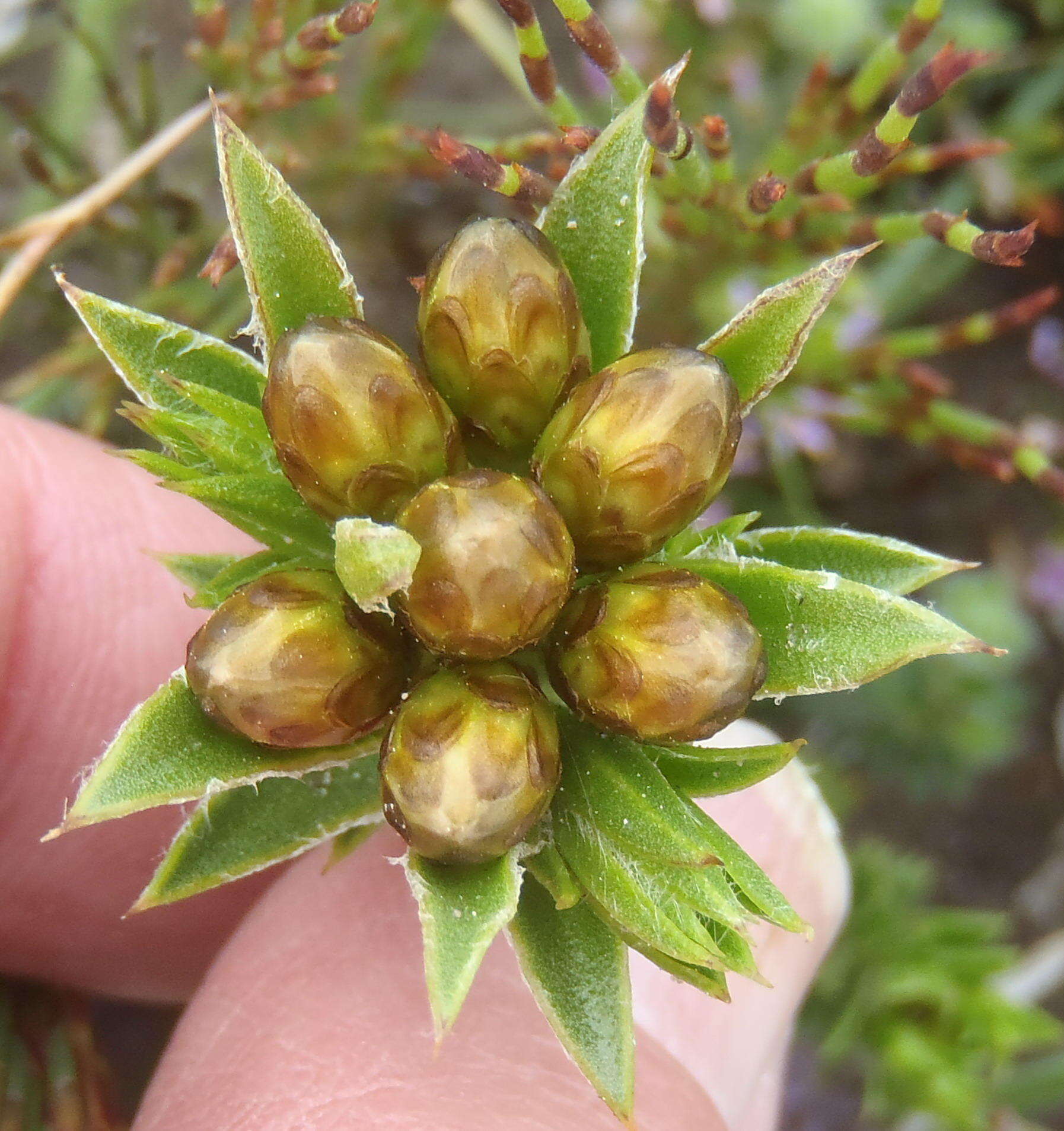 Image of Oedera steyniae (L. Bolus) A. A. Anderberg & K. Bremer