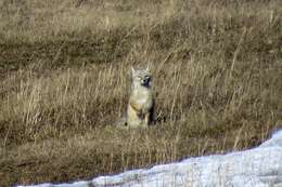 Слика од Vulpes corsac (Linnaeus 1768)