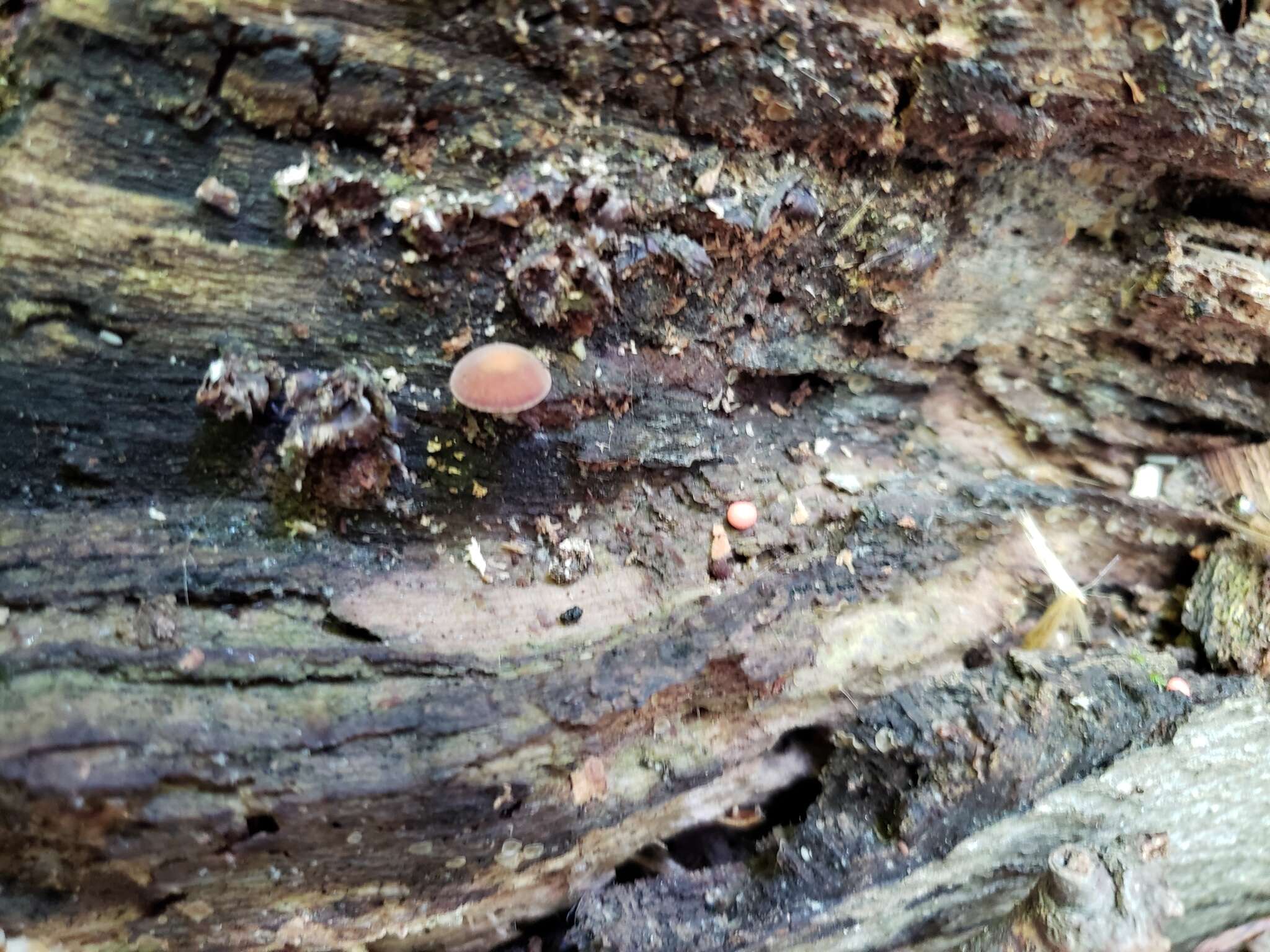 Image of Simocybe serrulata (Murrill) Singer 1962