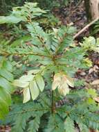 Imagem de Anisophyllea disticha (Jack) Baill.