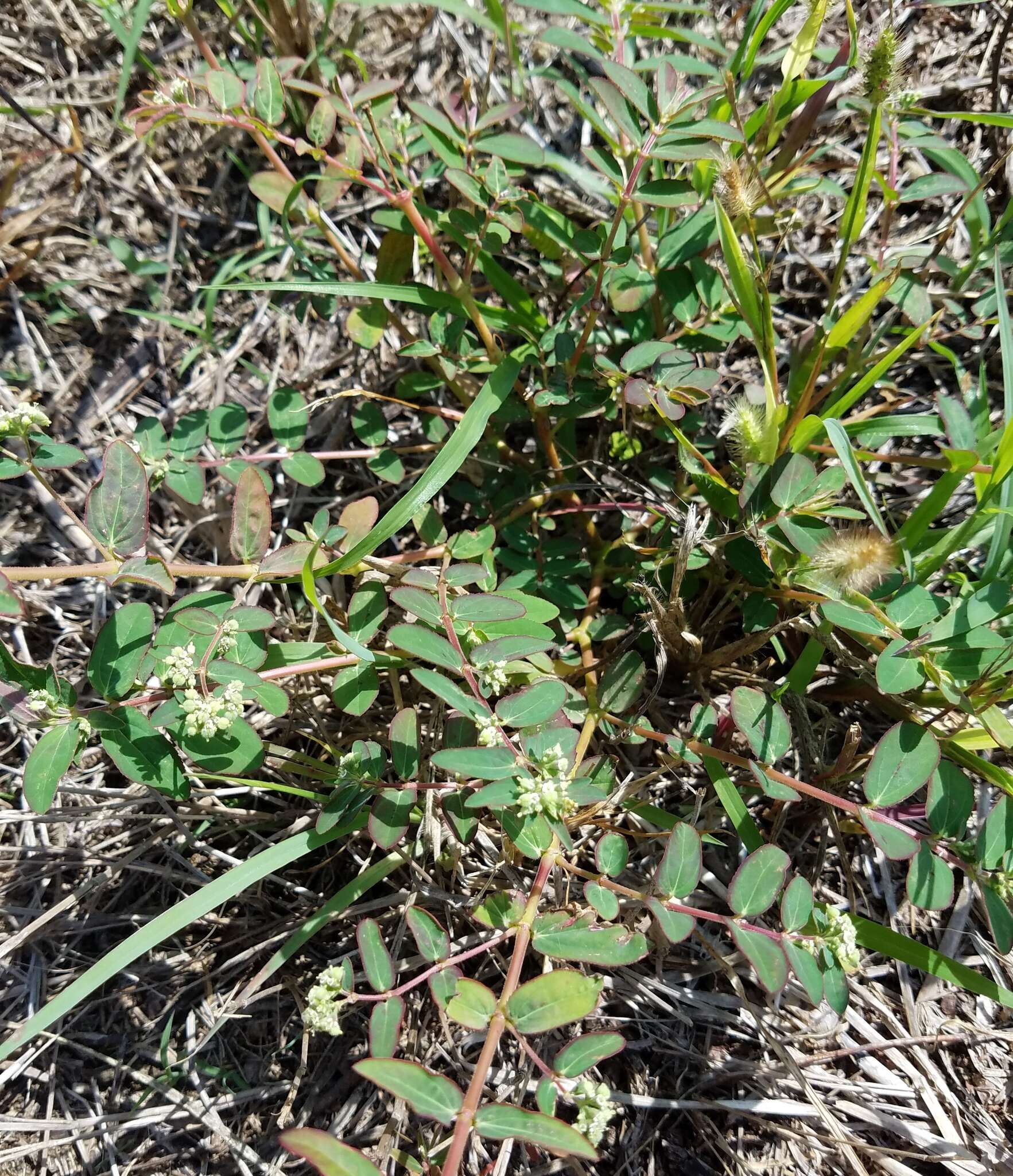 Euphorbia lasiocarpa Klotzsch的圖片