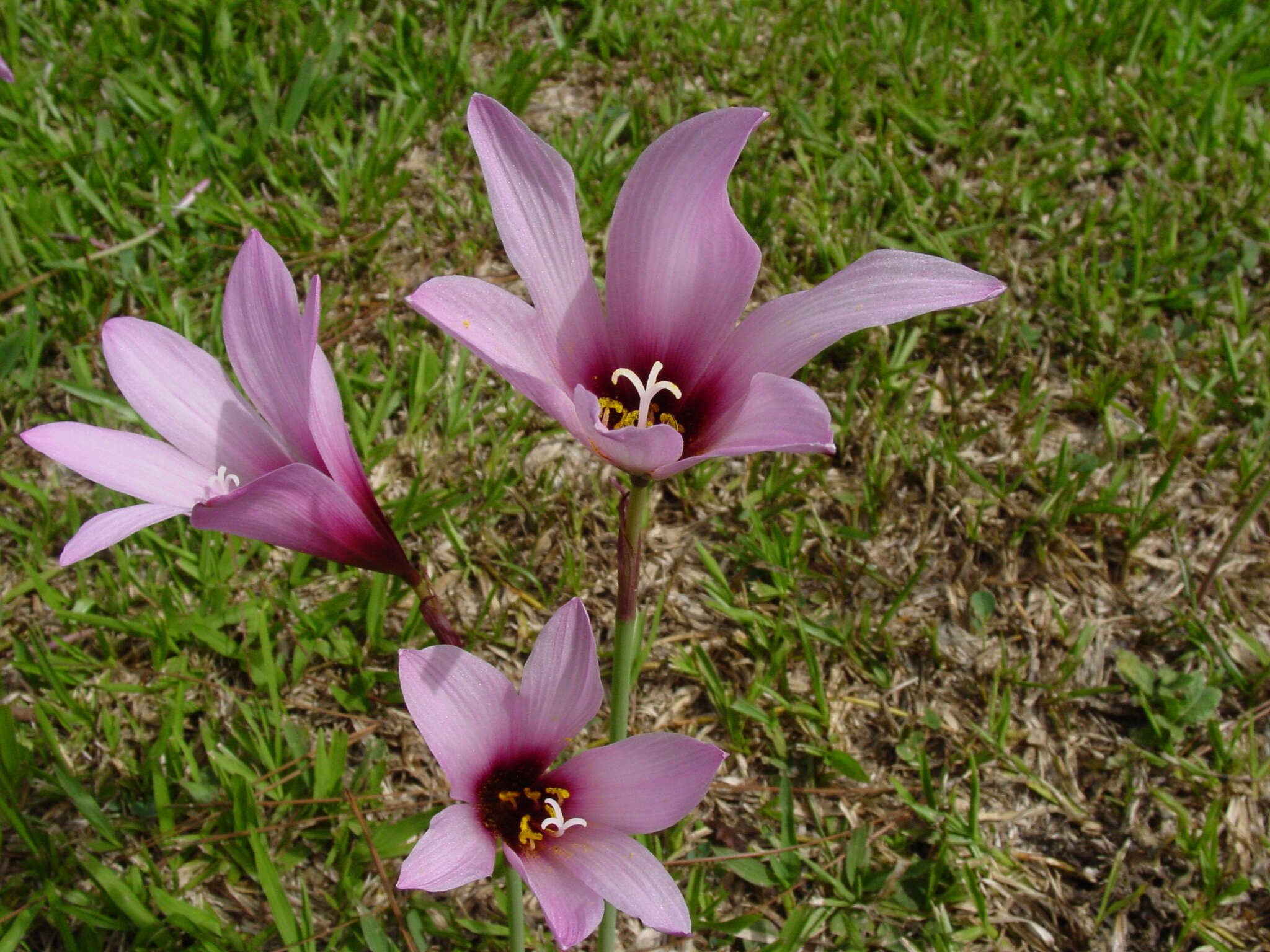 Image of Habranthus brachyandrus (Baker) Sealy