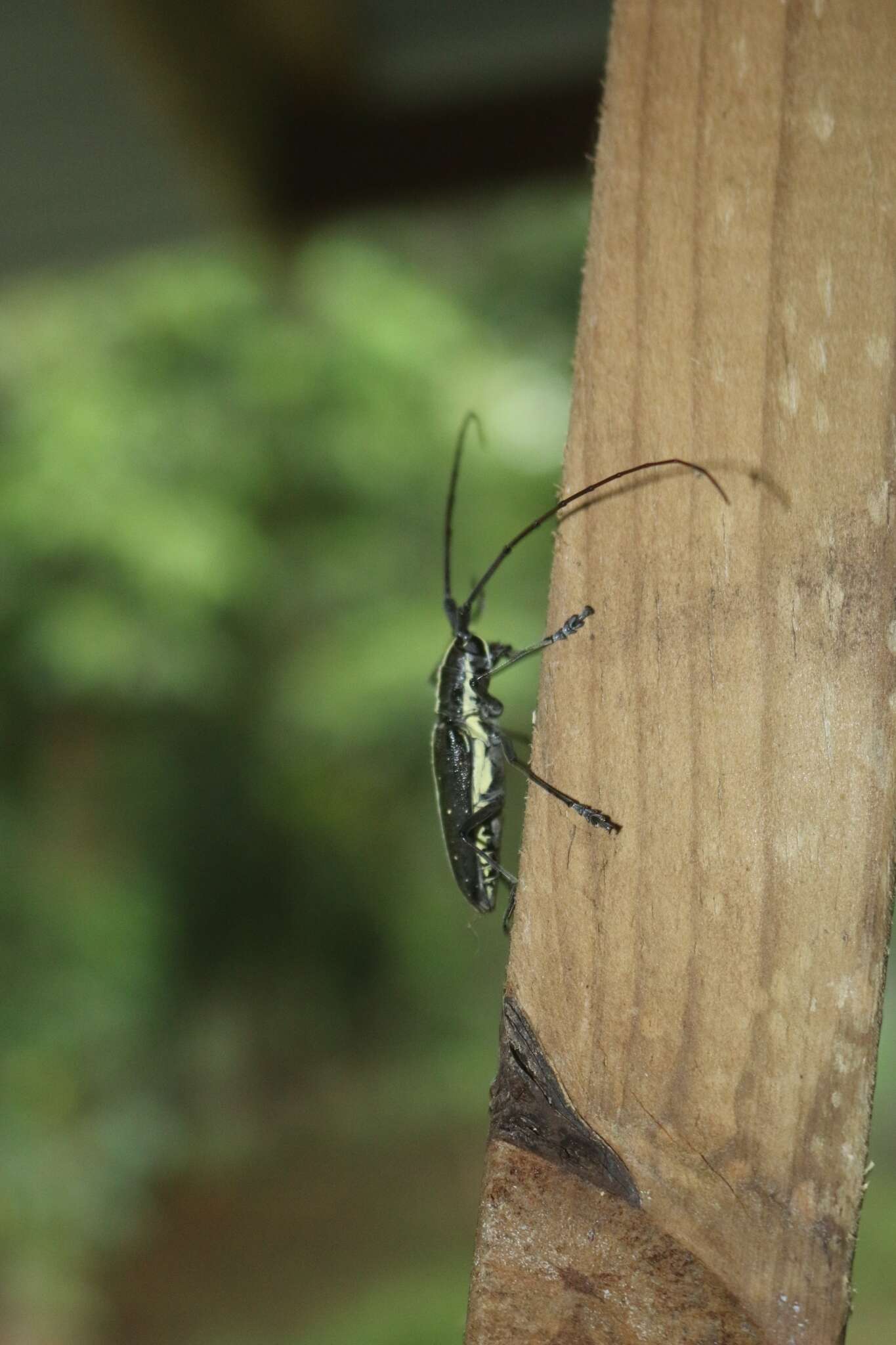 Taeniotes scalatus (Gmelin 1790) resmi