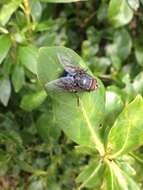 Imagem de Calliphora vicina Robineau-Desvoidy 1830