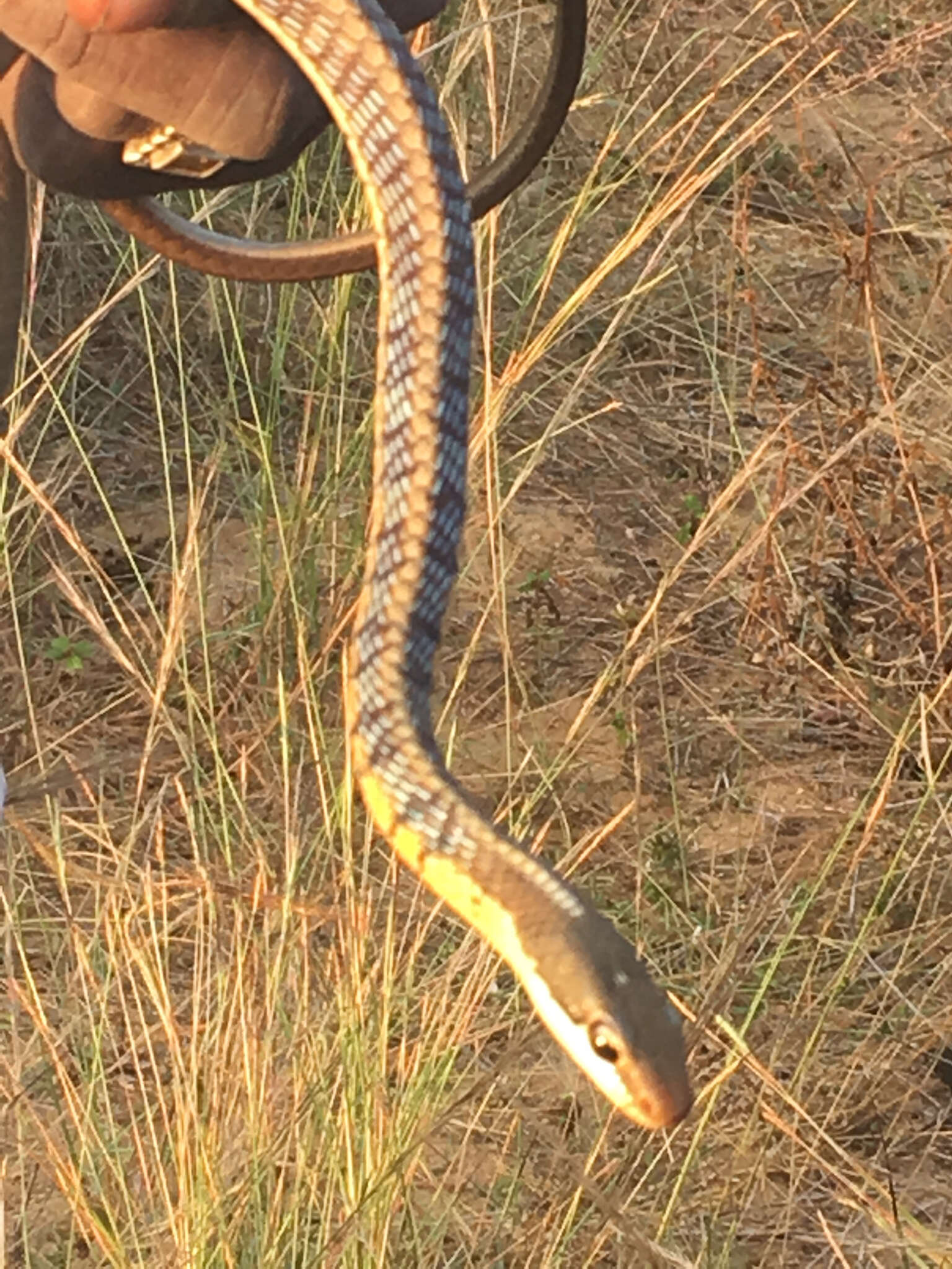 Sivun Dendrelaphis tristis (Daudin 1803) kuva