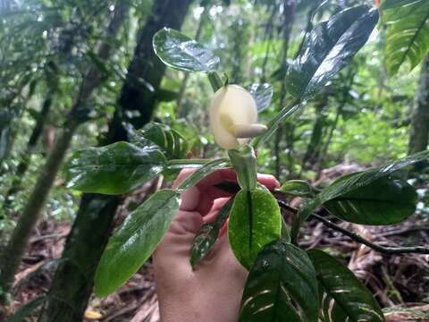 Image of Philodendron propinquum Schott