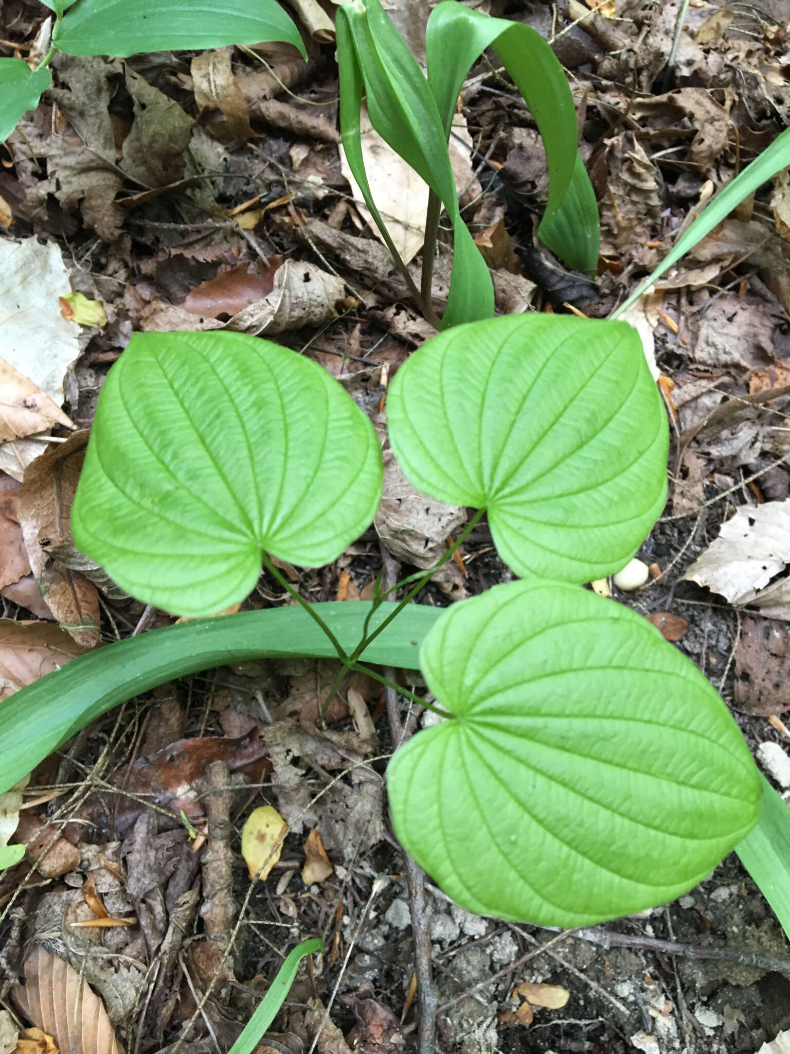 Image of upright carrionflower