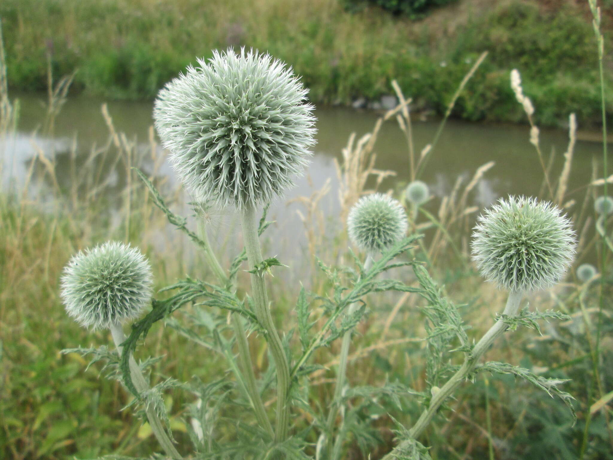 Echinops exaltatus Schrad.的圖片